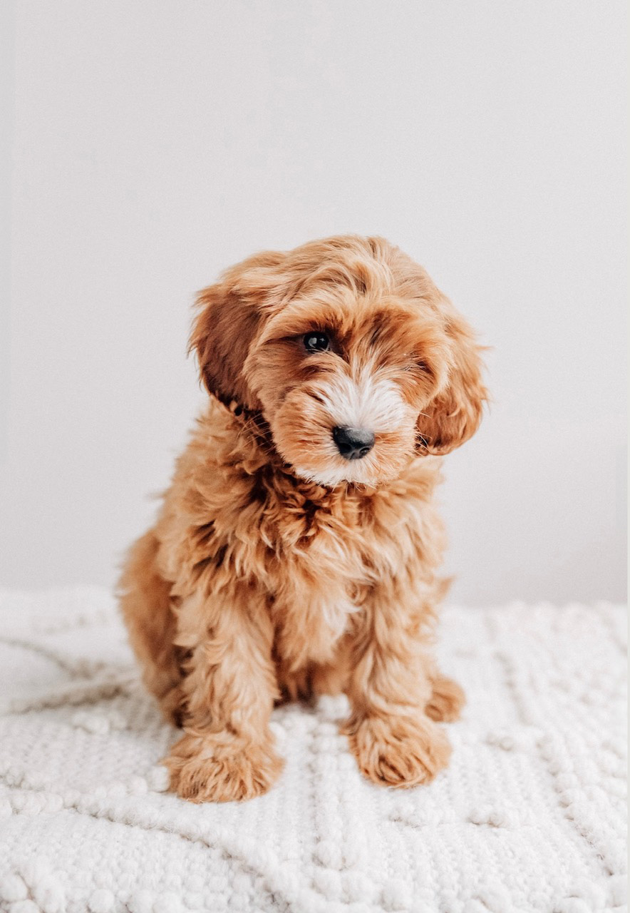 Vivian Cavapoo Guardian Violet n Alfie red wavy