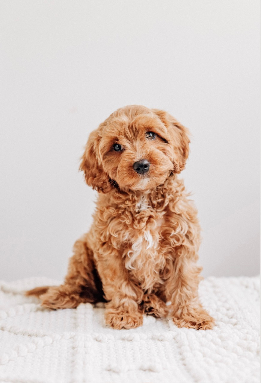 Dottie Cavapoo Violet n Alfie 040425