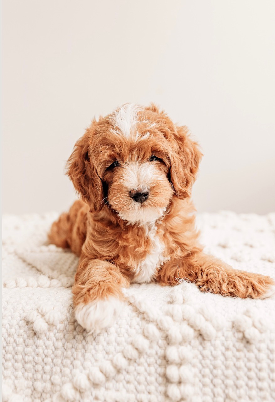 Alvin CavaDoodle