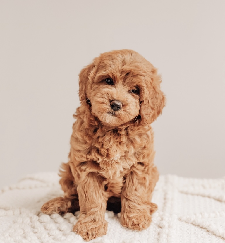 Annie CavaDoodle