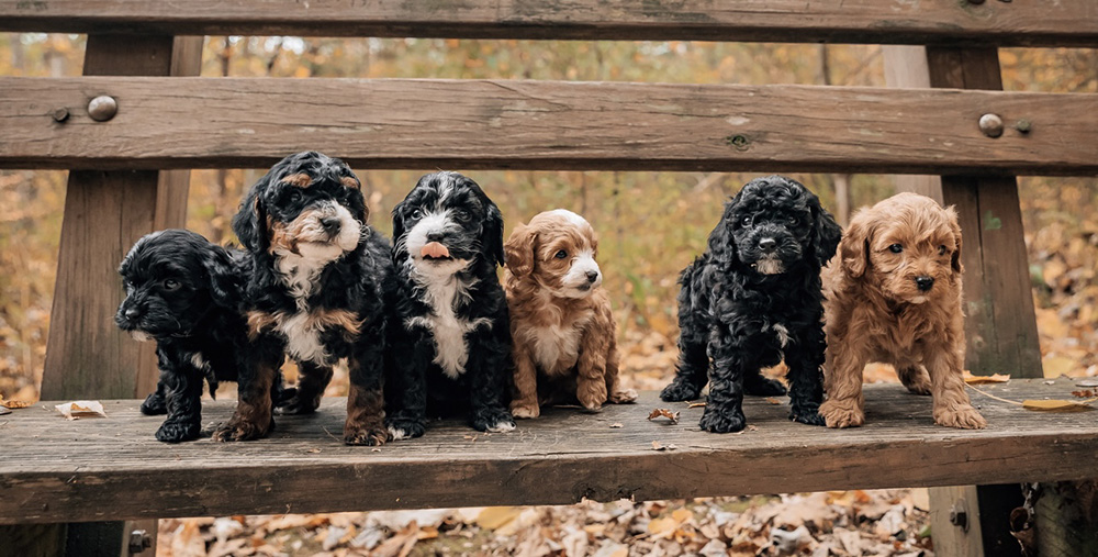 Started Puppies
