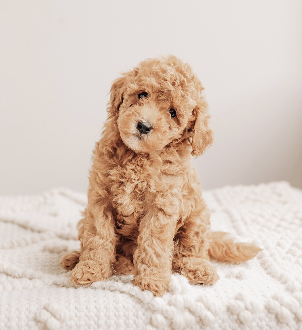 Beatrice CavaDoodle