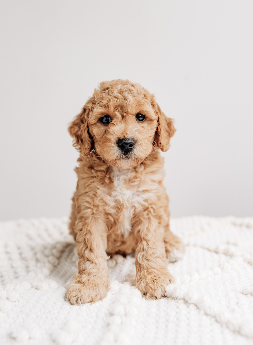 Carl Cavapoo started