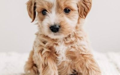 When to Spay or Neuter Your Puppy: A Holistic Breeder’s Guide