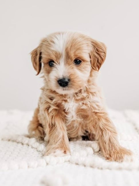 When to Spay or Neuter Your Puppy: A Holistic Breeder’s Guide