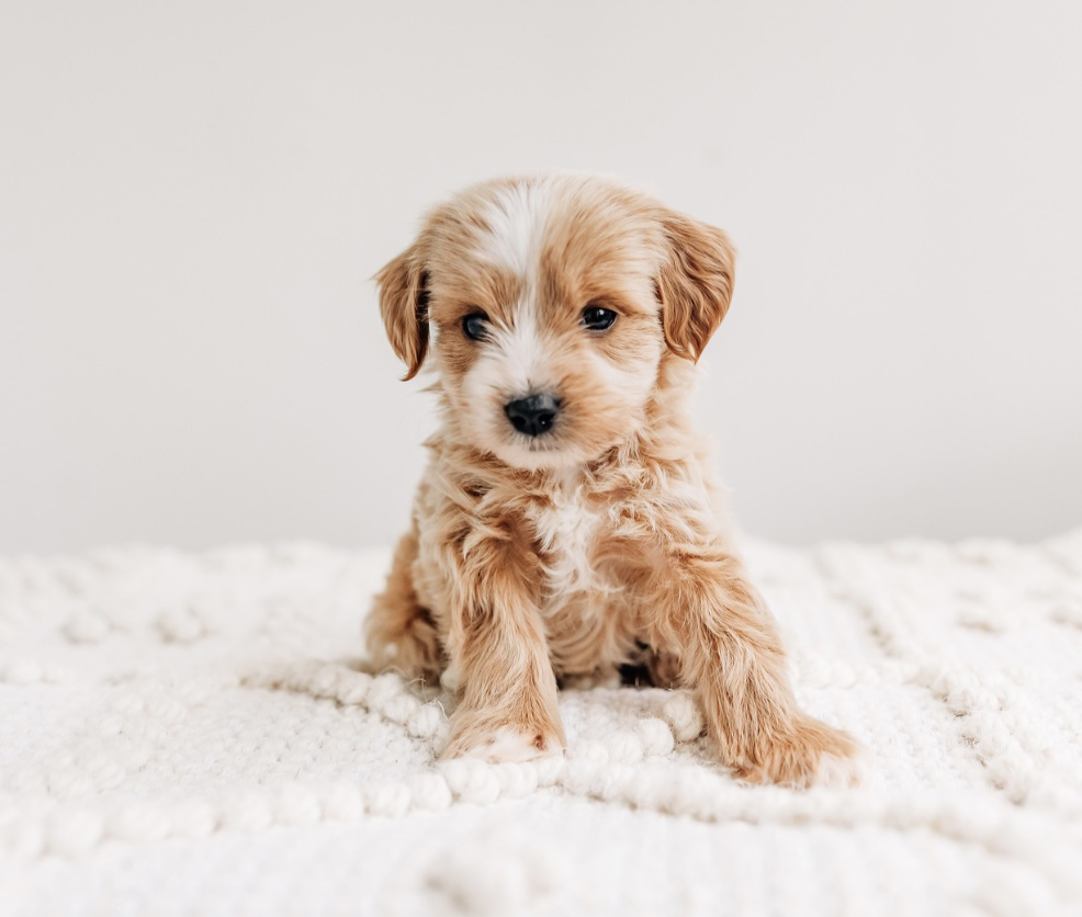 Dewey Cavapoo