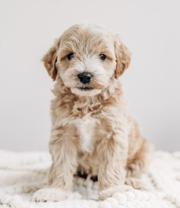 Why Crate Train Your Puppy? Complete 2025 Guide from Northeast Ohio Breeder