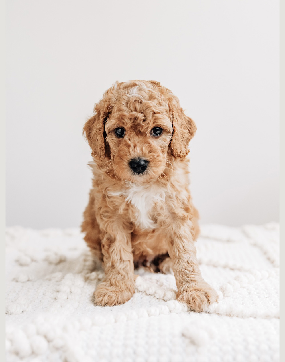 Herbert Cavapoo started