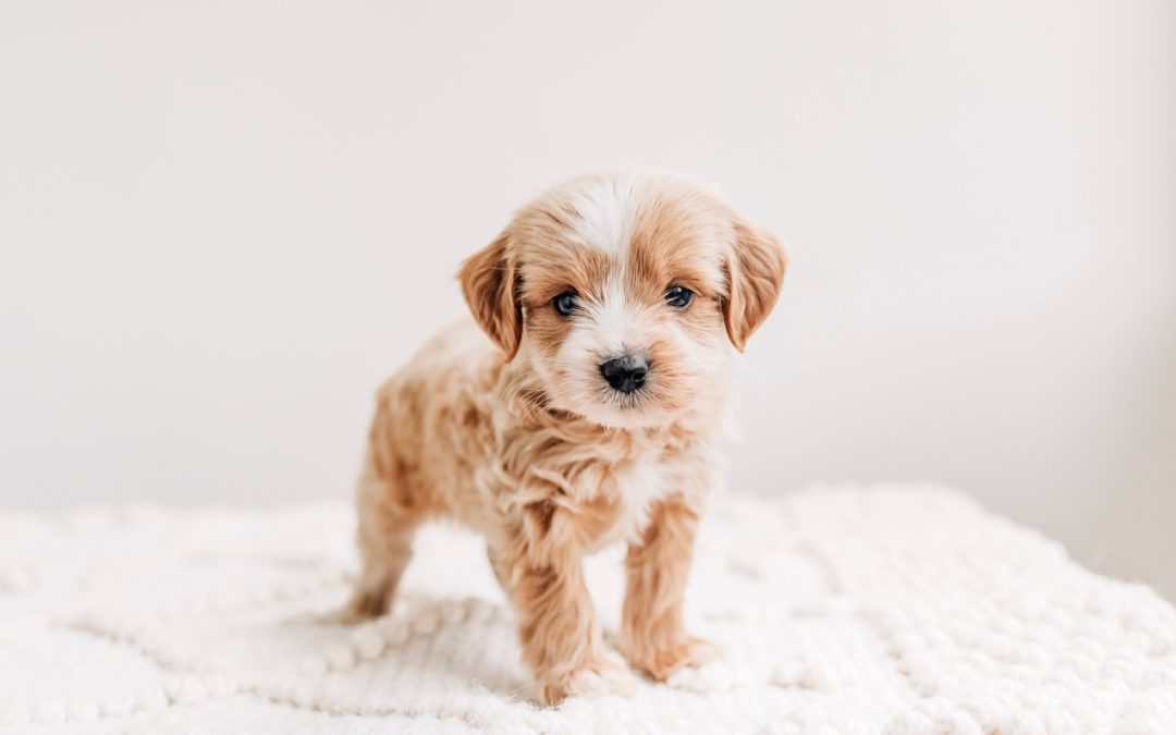 Confused About Dog Health Testing?