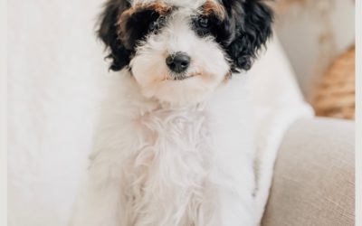 The Truth About Older Puppies (And Why They’re Actually Worth MORE!)