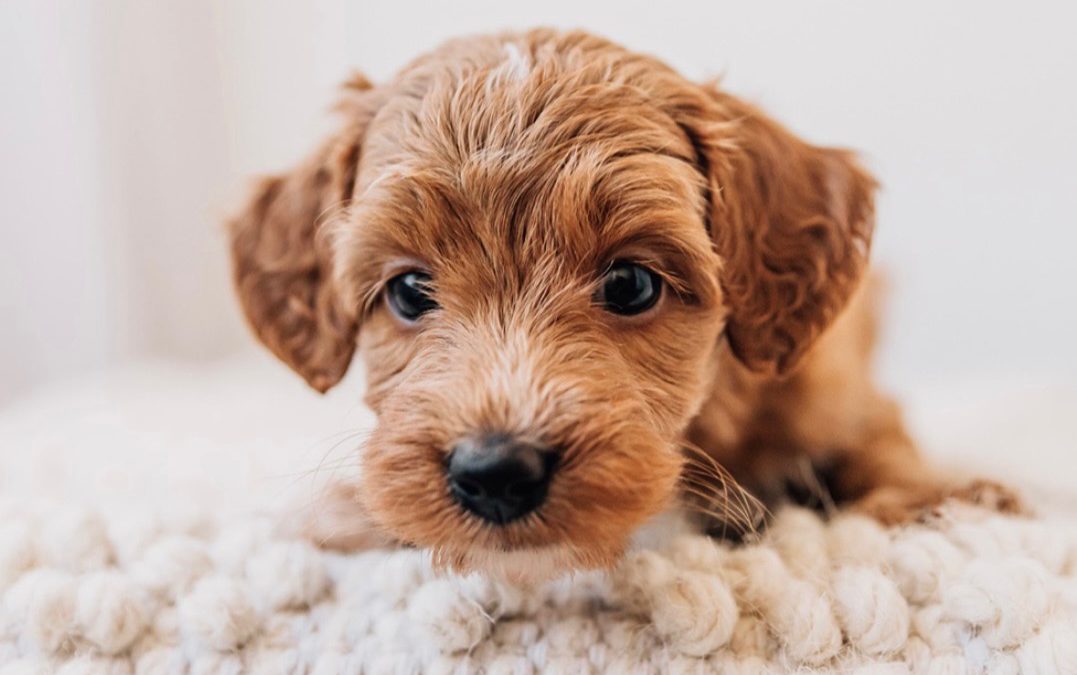 Are Doodles Really Hypoallergenic? The Complete Truth from an Allergic Breeder (2025)