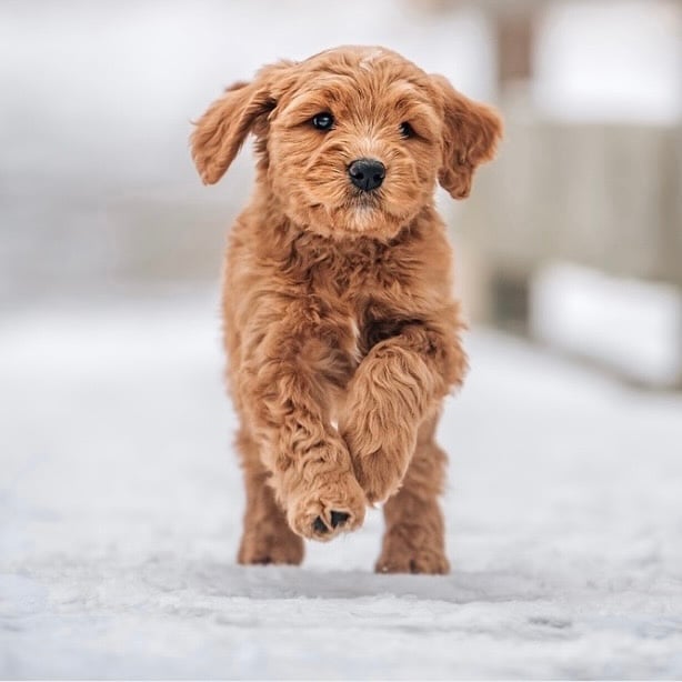 7 Common Doodle Myths Debunked: What Every Potential Owner Should Know