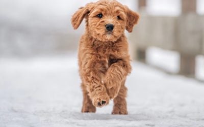 Natural Flea and Tick Control for Dogs in Ohio: 2026 Guide to Safe, Effective Methods