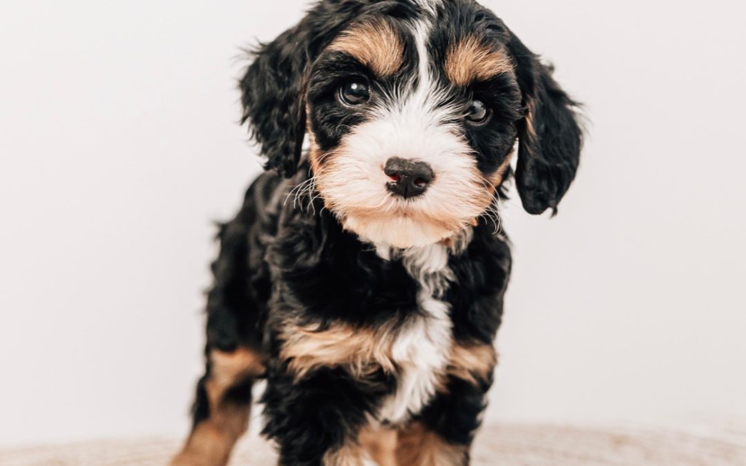 Raw Food Diet for Dogs: Benefits, Safety, and Why It’s Easier Than You Think