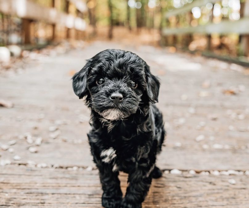 Non-Aversive Training: What It Means For Your Doodle