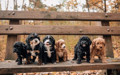 Pet Insurance Worth It 2026? Most Dog Owners Pay More Than They Get Back