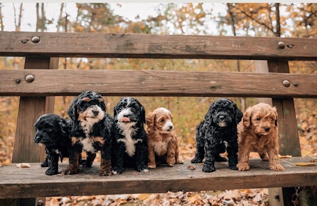 Pet Insurance Worth It 2026? Most Dog Owners Pay More Than They Get Back