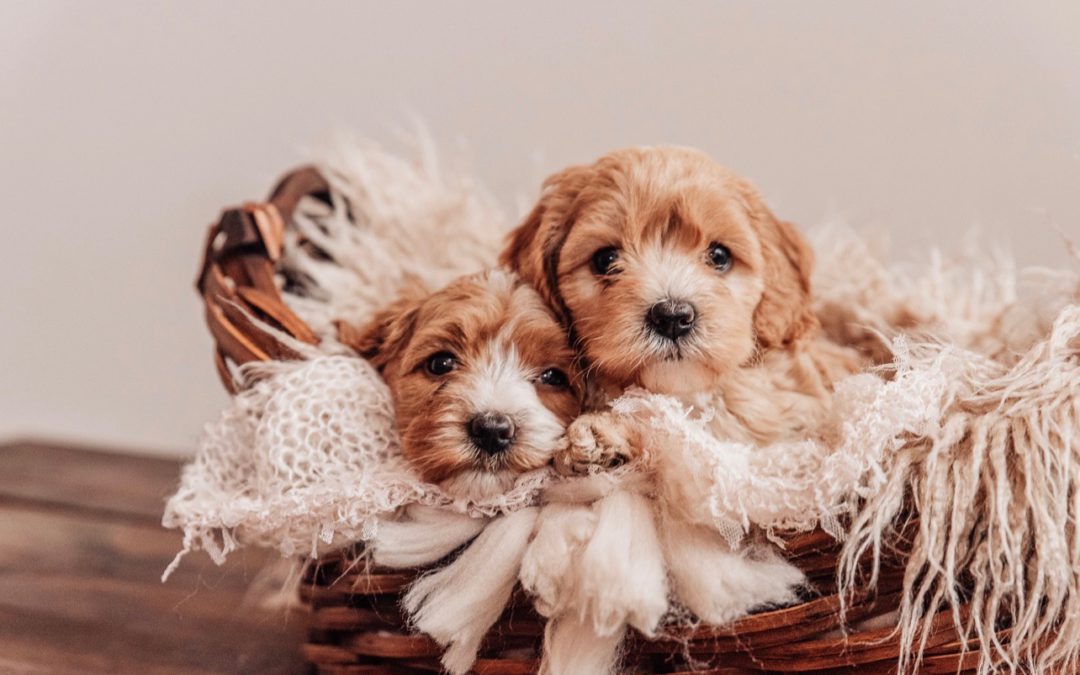 How to Crate Train Your Puppy: Step-By-Step Guide from Northeast Ohio Breeder