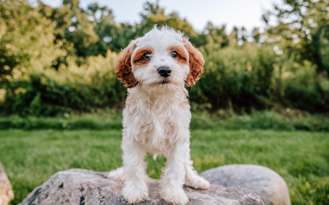 How Long Should You Leave Your Dog Home Alone?