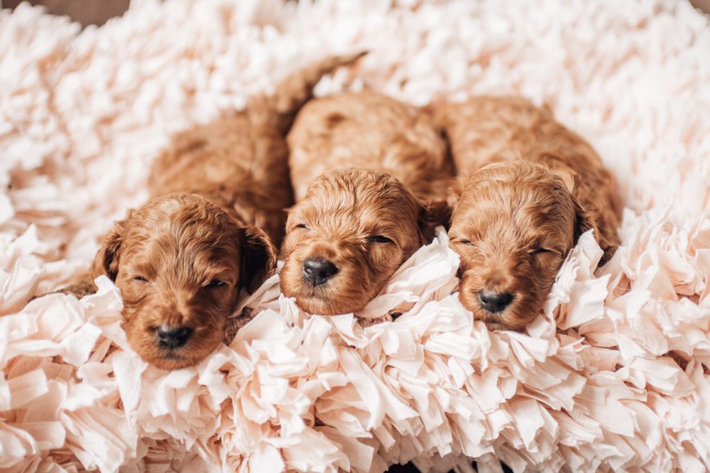 mini goldendoodle puppies from ethical breeder in ohio