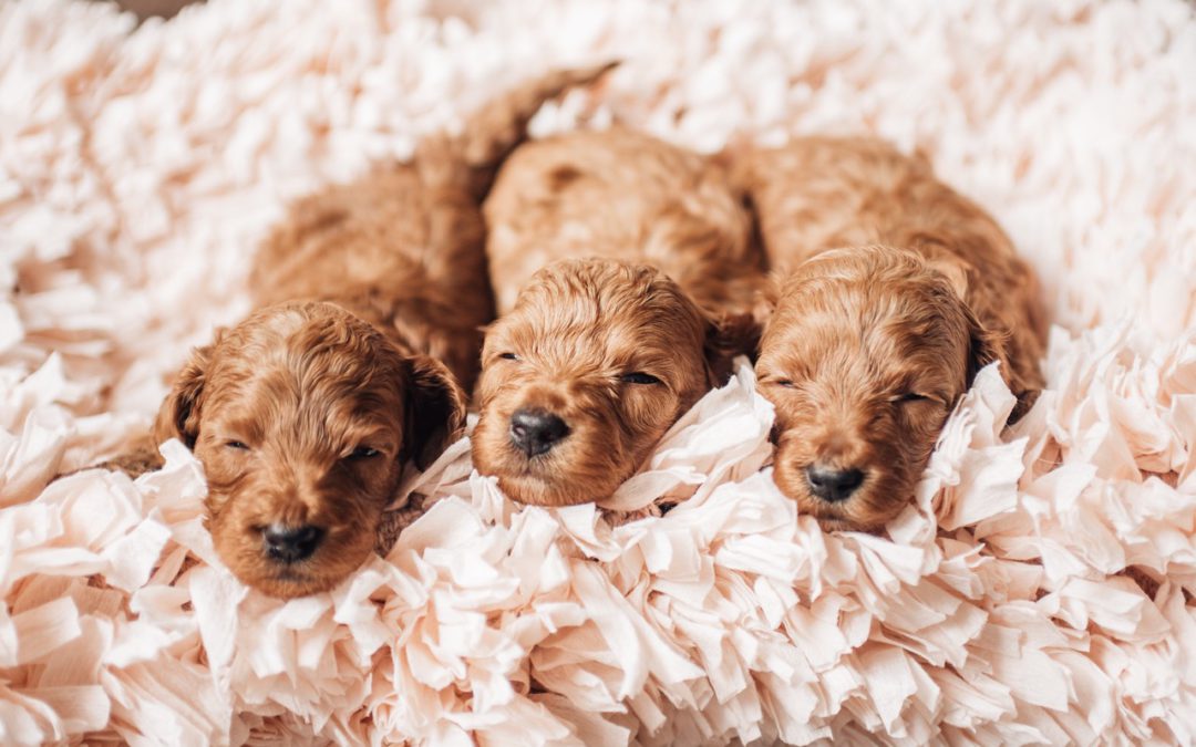Puppy Temperament Testing: Does It Really Work?