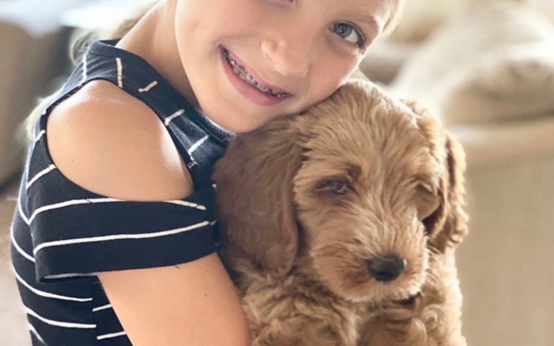 Puppy Blues: Overcoming 3 Challenges with Your Ohio Doodle in 2026