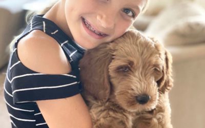 Puppy Blues: Overcoming 3 Challenges with Your Ohio Doodle in 2026
