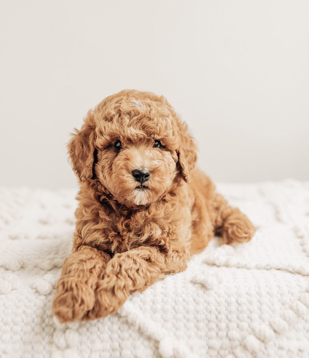 Ned CavaDoodle