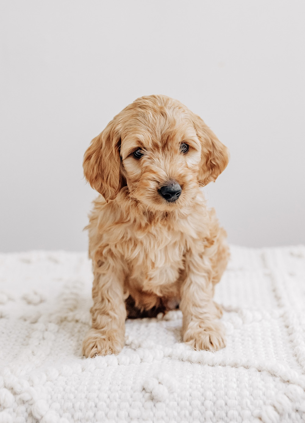 Oliver MGD 081325 Trudy n Milo Oliver mGD 050825 red wavy