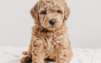Do We Deworm Dogs Too Often? Testing vs. Routine Puppy Deworming