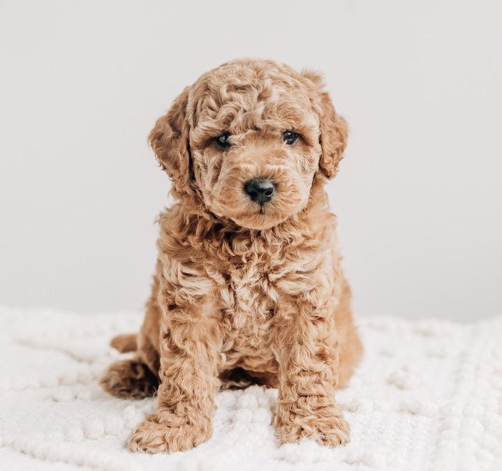 Do We Deworm Dogs Too Often? Testing vs. Routine Puppy Deworming