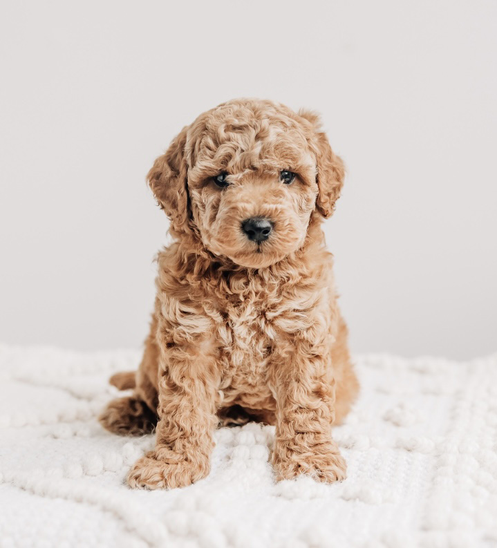 Ralph Cavapoo