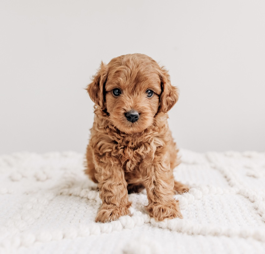 Sully Cavapoo 071625
