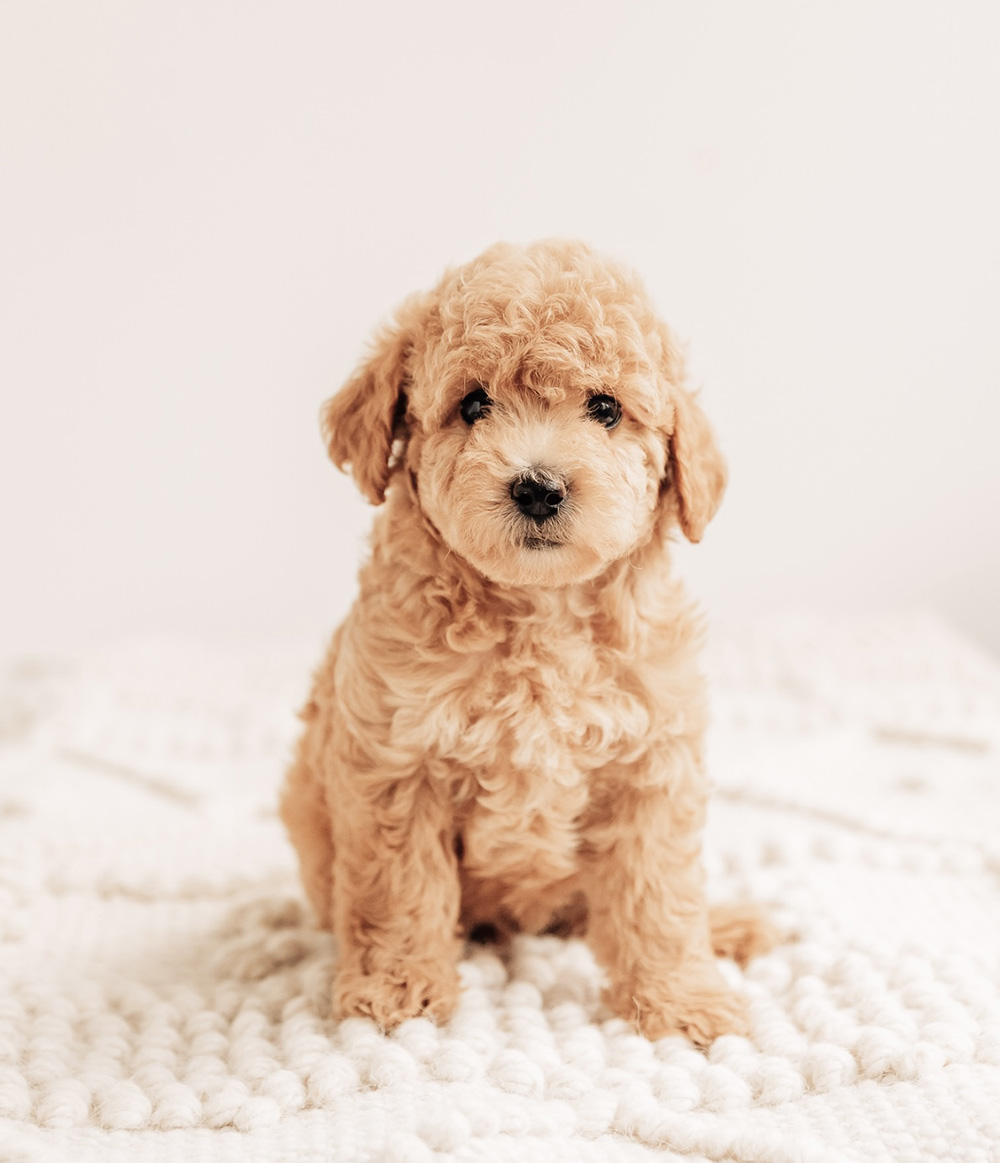 Tilly CavaDoodle