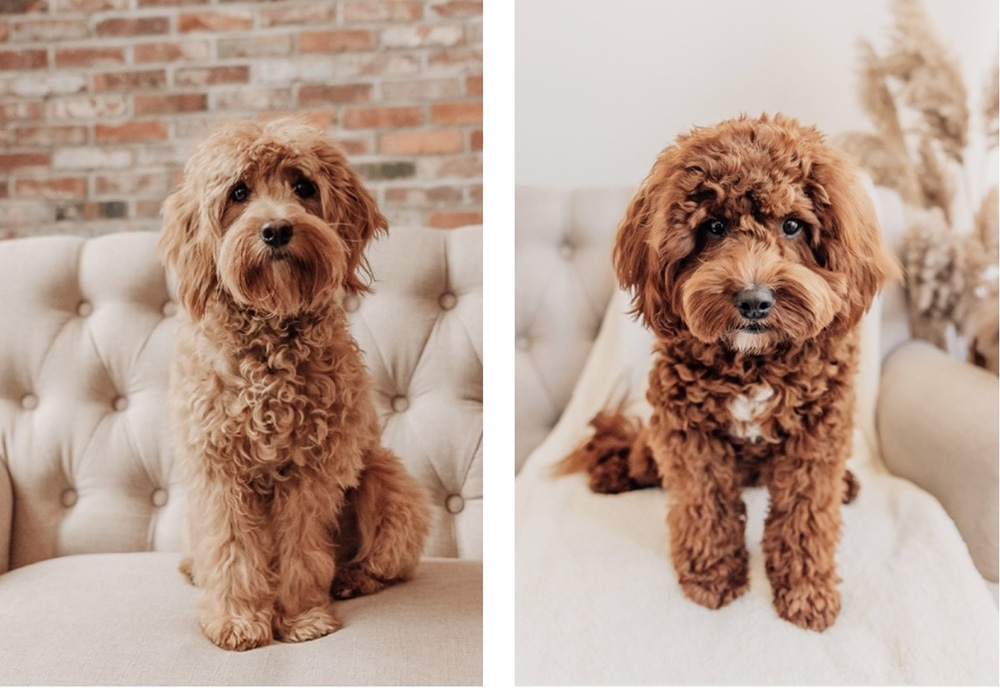 Tilly n Stewie Cavapoo 11aug2025