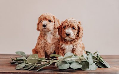 Do We Deworm Dogs Too Often? Testing vs. Routine Puppy Deworming