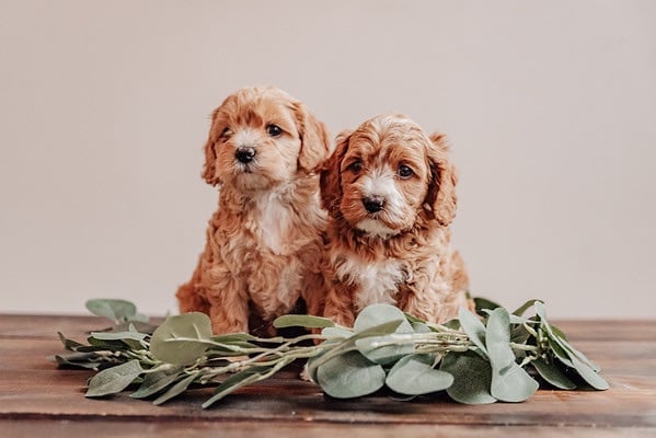 Do We Deworm Dogs Too Often? Testing vs. Routine Puppy Deworming
