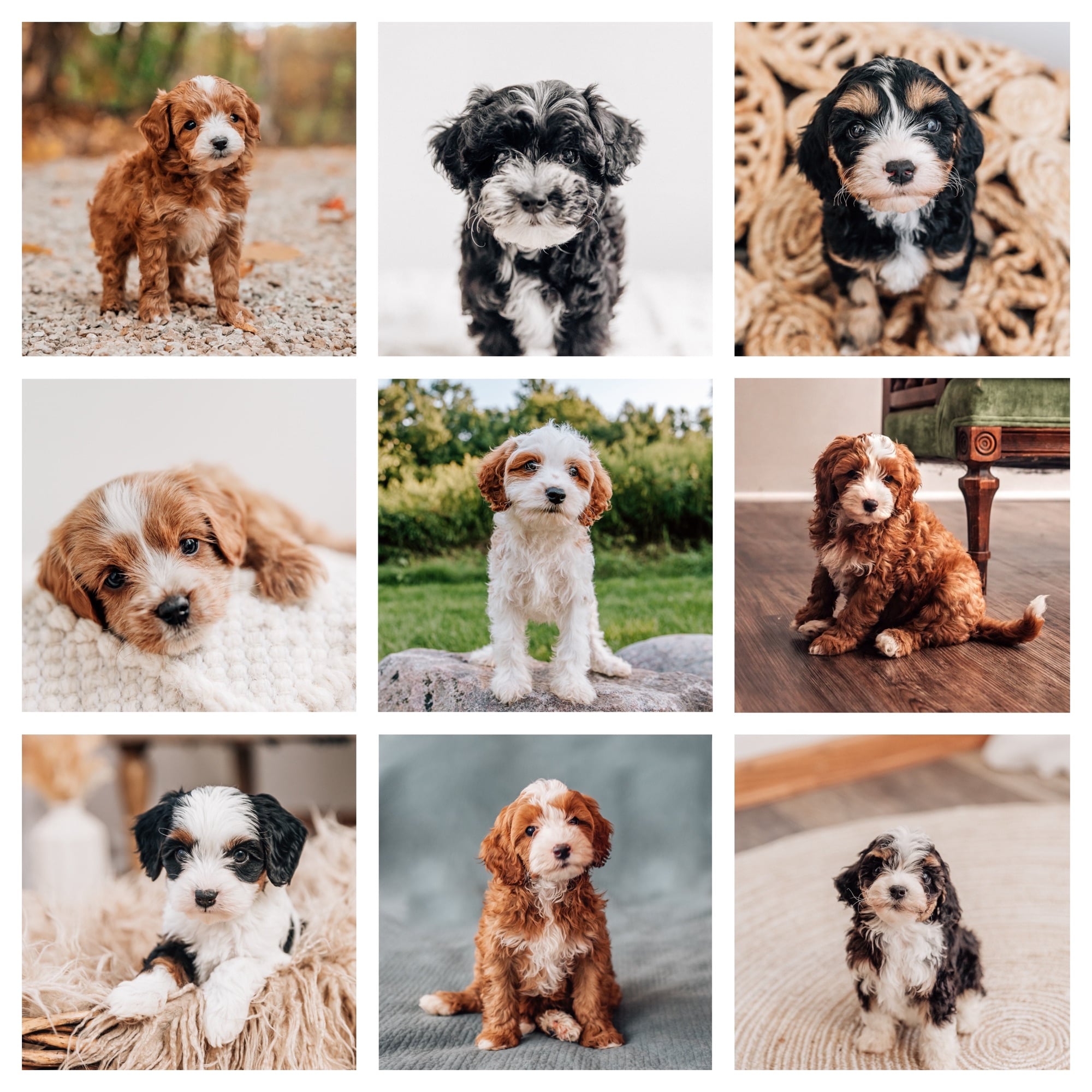 Cavapoo breeder in ohio