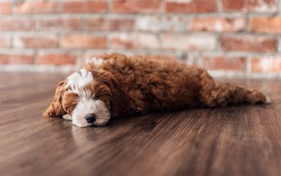 Puppy Blues: Overcoming 3 Challenges with Your Ohio Doodle in 2026