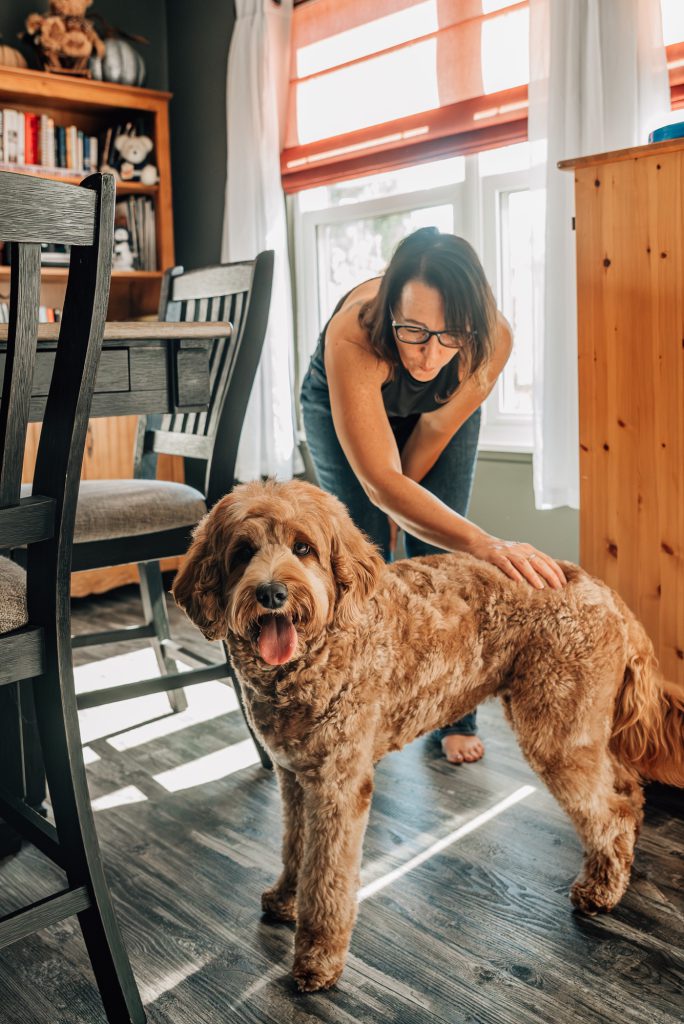 Cavadoodle from an ethical breeder Maple Hill Doodles in OHIO