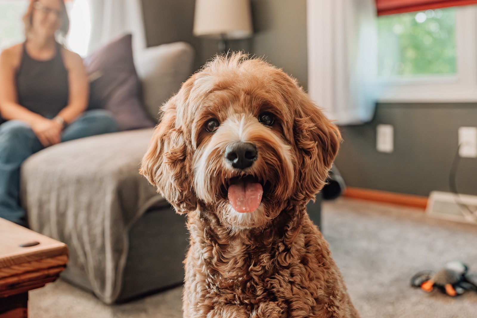 red and white cavadoodle