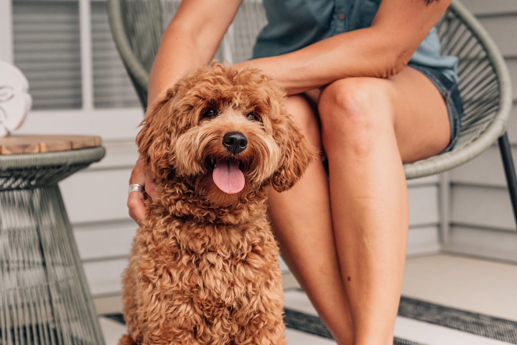 guardian family goldendoodle