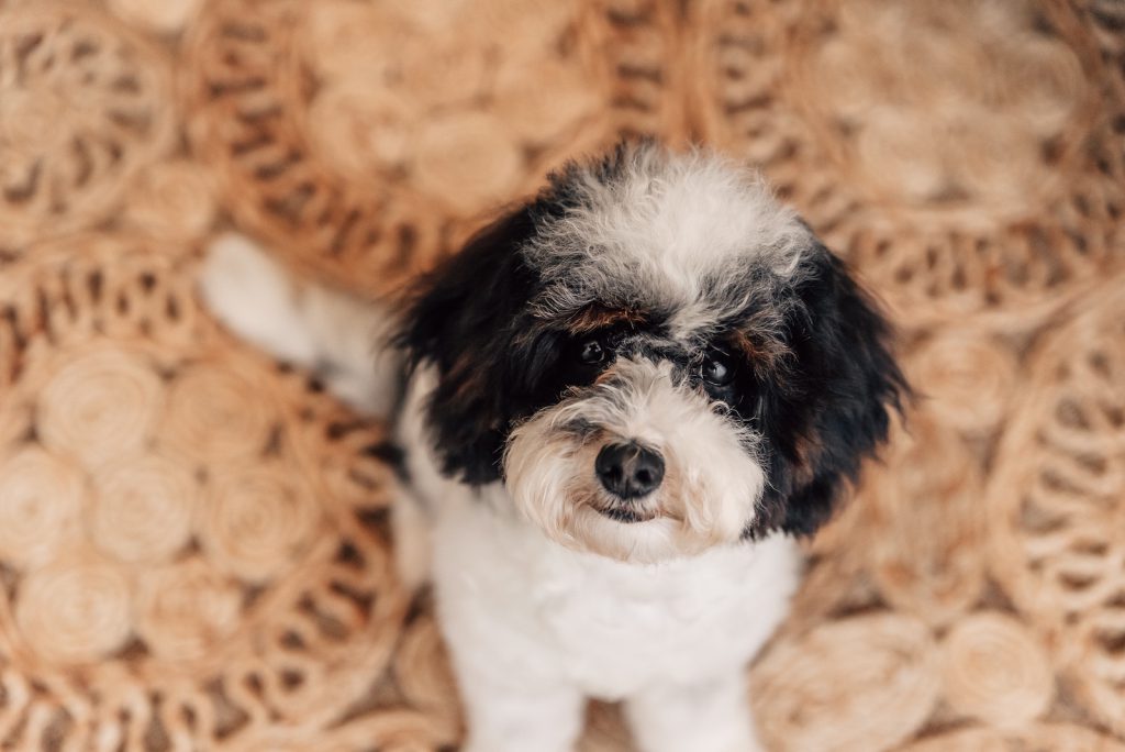 cavapoo puppy from health tested parents Maple Hill Doodles