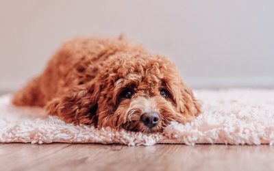 How to Bring Your Puppy Home from Ohio: Flight Nanny vs Flying In-Cabin (2026 Costs & Guide)