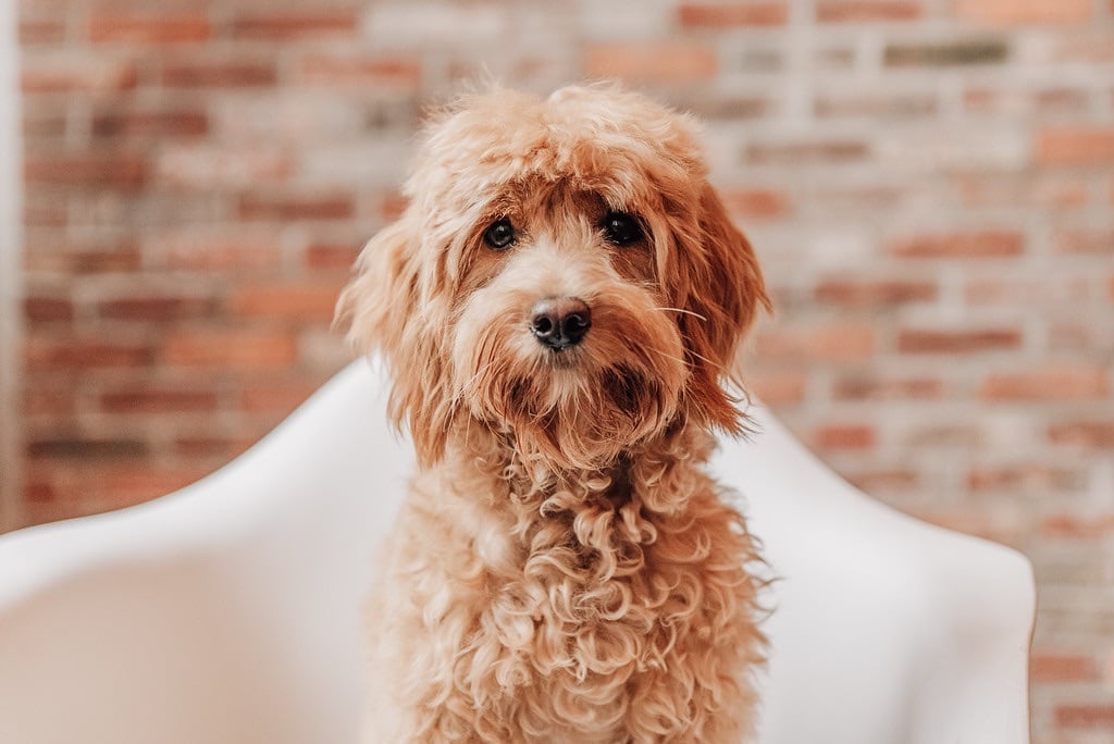 apricot f1b cavapoo