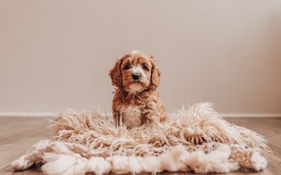 When to Spay or Neuter Your Puppy: A Holistic Breeder’s Guide