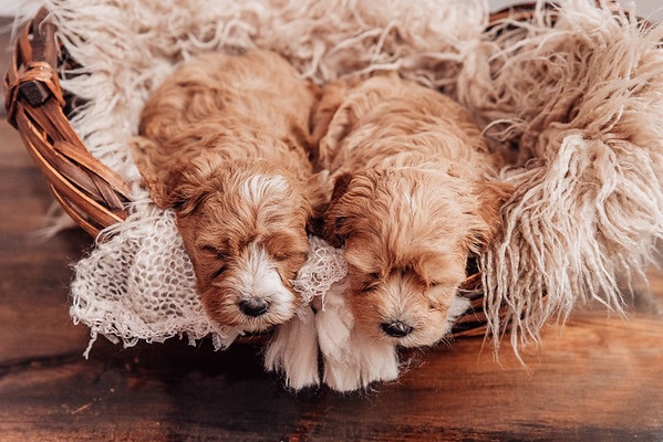 sleeping cavadoodle puppies from health tested parents at maple hill doodlesin Ohio