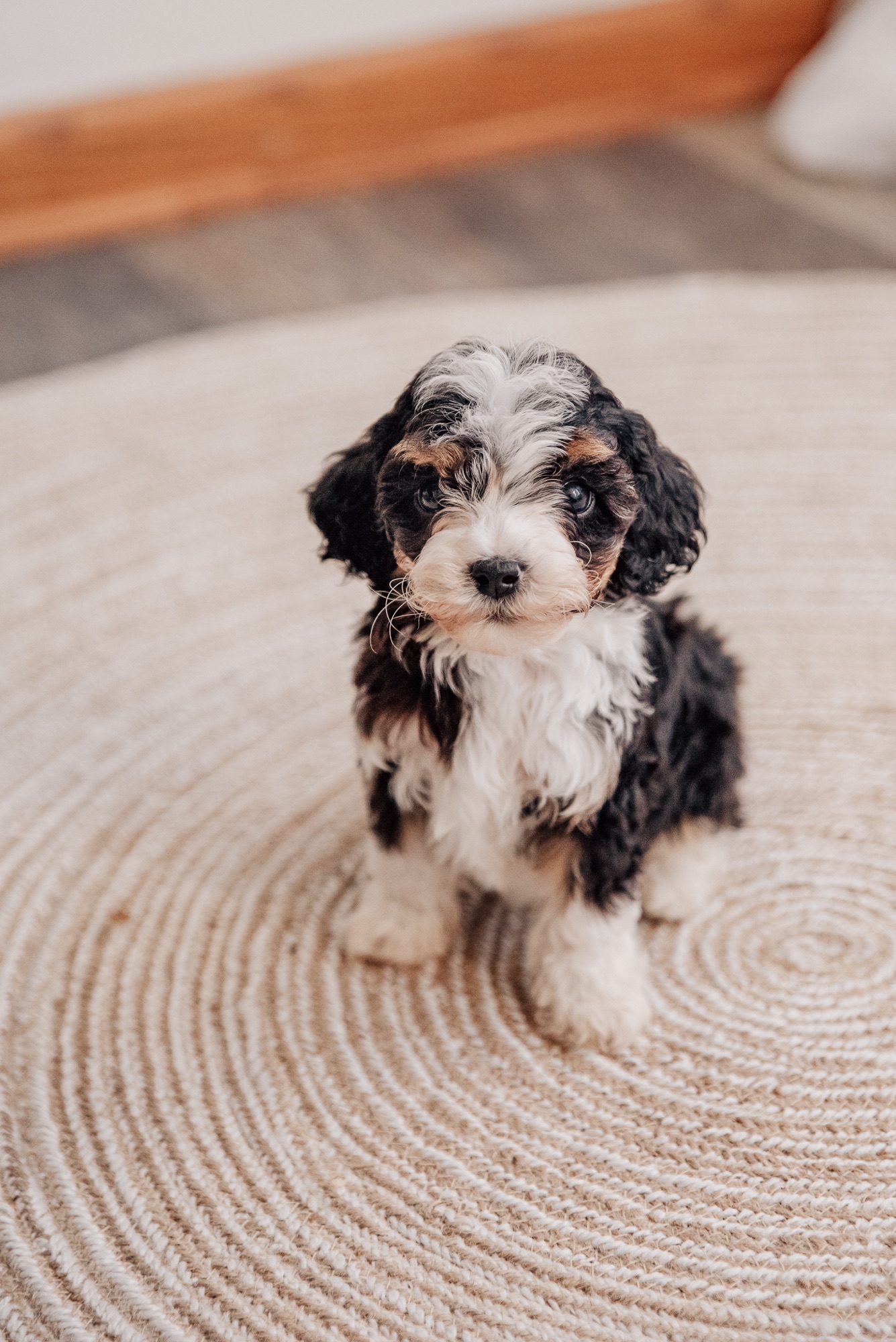 tri color cavapoo breeder in NE ohio