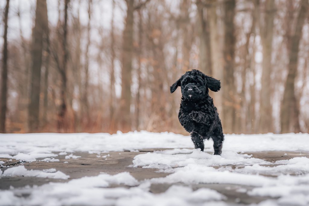 black cavadoodle puppy