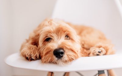 The Truth About Older Puppies (And Why They’re Actually Worth MORE!)